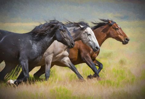 Three Mares on the Run Horses Reference, Wild Horses Running, Wild Horses Photography, Cai Sălbatici, Horses Running, Horse Anatomy, Mustang Horse, Horse Dressage, Wild Mustangs