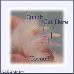 Rabbit Nails Trimming, White Clear Nails, Rabbit Nails, Nails Pics, Diy Bunny Cage, Diy Bunny Toys, Bunny Care Tips, Guinea Pig Diy, Funny Bunny Videos