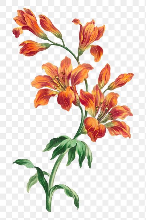 Orange Day Lily Tattoo, Orange Flowers Illustration, Orange Lily Tattoo, Orange Floral Background, Marigold Leaves, Flower Illustration Design, Botanic Flowers, Flower Illustration Art, Flower Digital Art