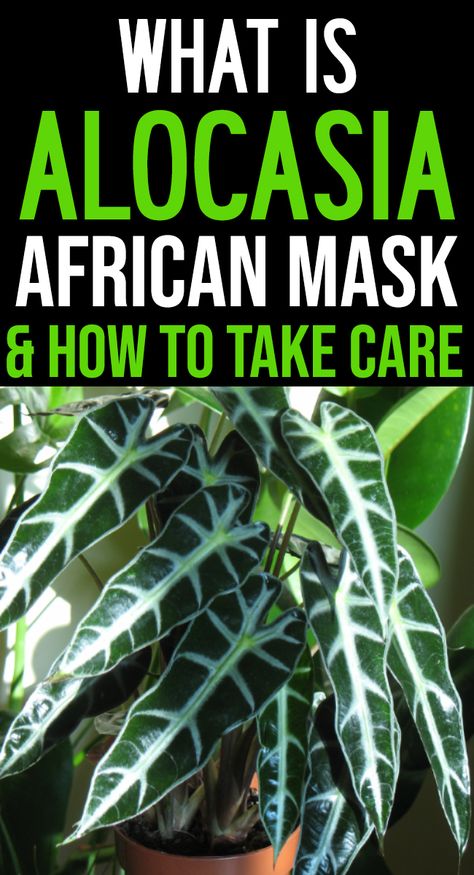 African Mask Plant Care, Alocasia African Mask Plant, Alocasia Plant Care Indoor, African Mask Plant, Alocasia Plant Care, Exotic House Plants, Fiddle Leaf Fig Care, Alocasia Plant, African Plants