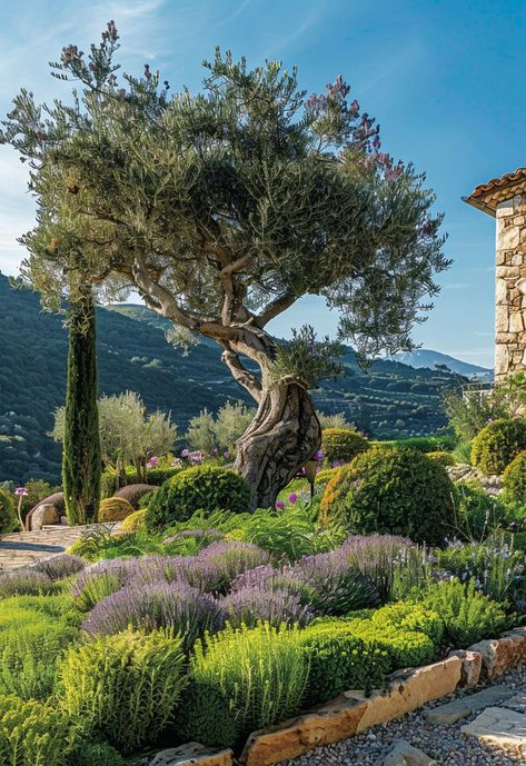 An olive tree in the middle of an ancient garden with topiary, lavender and other shrubs, a modern house is visible behind it in the Mediterranean style, photo in the style of National Geographic magazine2 Mediterranean Garden Ideas, Olive Trees Landscape, Olive Trees Garden, Mediterranean Landscape Design, Italian Cypress Trees, Mediterranean Gardens, Mediterranean Garden Design, Mediterranean Landscape, Mediterranean Landscaping