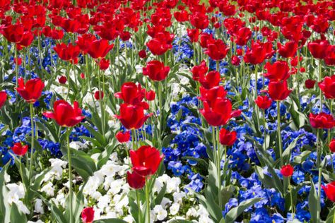 Top Red, White and Blue Flowers For The Summer Garden - Here By Design Blue Flowering Shrubs, White Flowering Shrubs, Planter Designs, Red White And Blue Flowers, Blue Flowers Garden, Flowering Perennials, Patriotic Flowers, Late Summer Flowers, Garden Flowers Perennials