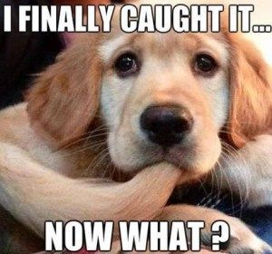 14 Funny Golden Retriever Memes That Will Make You Fall In Love With Them | PetPress Funny Golden Retrievers, Crossfit Funny, Crossfit Memes, Crossfit Humor, Jeff Seid, Fitness Humor, Golden Retriever Funny, Funny Fitness, Humor Hilarious