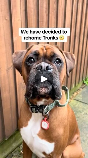 Facebook American Boxer Dog, Brindle Boxer Puppies, Boxer Dog Tattoo, Boxer Mix Puppies, Cute Boxer Puppies, Boxer Dog Puppy, American Boxer, Boxer Dogs Funny, Brindle Boxer