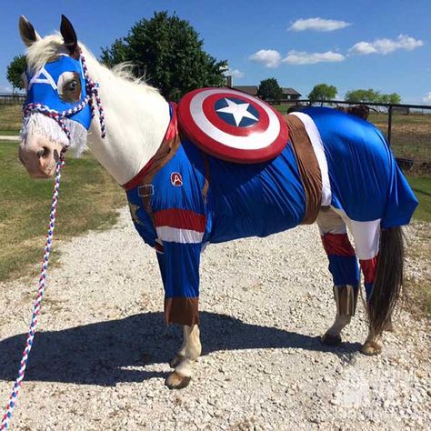 DIY Captain America Horse Costume Captain America Diy Costume, Horse Costume Ideas, Horse Halloween Ideas, Horse Fancy Dress, Horse Halloween Costumes, Horse Costume, Non Human, Horse Costumes, Horse Dress