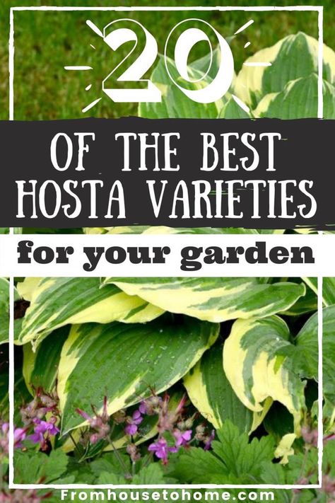 20 of the best Hosta varieties for your garden | Perennials How To Divide Hostas In The Fall, Hosta Gardens Flower Beds, Astilbe And Hosta Garden, Full Sun Hostas, Sun Hostas, Types Of Hostas, Giant Hosta, Hosta Sieboldiana, Garden Perennials