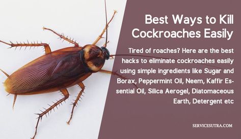 The Super List of 19 Best Ways to Kill Cockroaches Easily at Home Honolulu Apartment, Ant Killer Recipe, Kill Roaches, Bug Spray Recipe, Roach Killer, Get Rid Of Spiders, Cockroach Control, Kill Bugs, Kitchen Ingredients