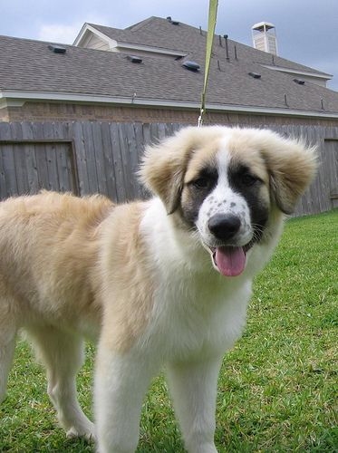 Our Great Pyrenees Anatolian Shepherd Mix Puppy at 4 months Saint Shepherd Dog, Great Pyrenees Anatolian Shepherd, Saint Pyrenees Dog, Anatolian Shepherd Great Pyrenees, Anatolian Pyrenees, Anatolian Shepherd Puppies, Dog Oc, Shepherd Mix Puppies, Great Pyrenees Puppy