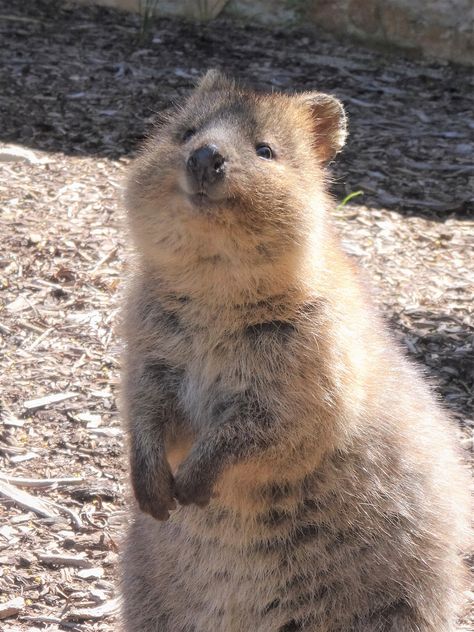 Meet Quokkas, These Cute-Looking Creatures Are The ‘World’s Happiest Animal’ Cute Animal Pfp, Quokka Animal, Cute Quokka, Happiest Animal, Funny Animal Pics, Cute Animal Character, Australian Mammals, Animal Aesthetic, Animal Character