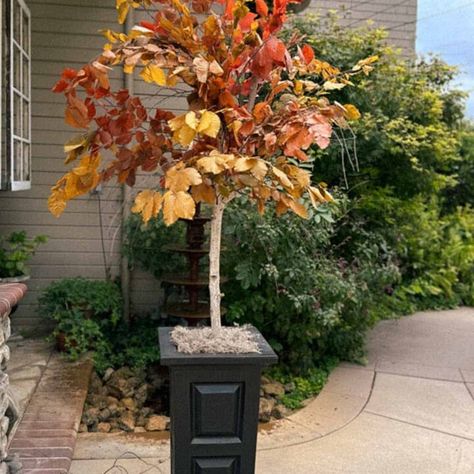 Fall tree painting