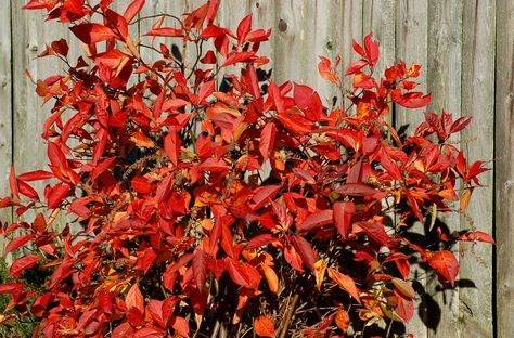 Virginia Sweetspire Sweetest in Autumn Virginia Sweetspire, Forsythia Bush, Drought Tolerant Shrubs, Flowering Bushes, Fall Bedding, Invasive Plants, Planting Shrubs, Beautiful Yards, Garden Shrubs