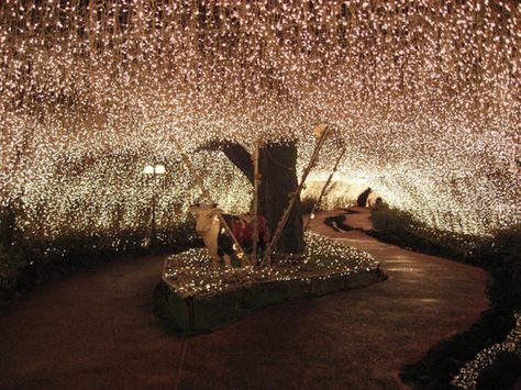 Fairy light willow tree canopy Backyard Canopy, Outdoor Fairy Lights, Residential Lighting, Canopy Lights, Pretty Lights, The Ceiling, Tree Lighting, Rustic Wedding Decor, Twinkle Lights