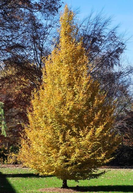 American Hornbeam - Carpinus Caroliniana Landscaping Midwest, Kentucky Coffee Tree, Small Ornamental Trees, Willow Tree Wedding, Bushes And Shrubs, Bald Cypress, Japanese Tree, Midwest Living, Missouri Botanical Garden