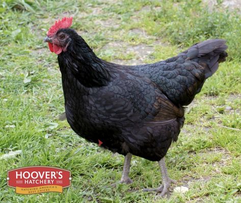 Asian Black Dorking Chickens, Australorp Chicken, Chickens Backyard Breeds, Laying Chickens Breeds, Backyard Coop, Baby Chicks Raising, Best Egg Laying Chickens, Egg Laying Chickens, Chicken Owner