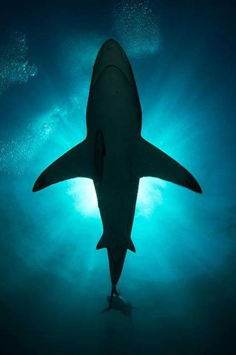 Don't look up... Shark Silhouette, Shark Photos, Shark Pictures, Shark Drawing, Shark Art, Deep Sea Creatures, Underwater Creatures, Shark Week, White Sharks