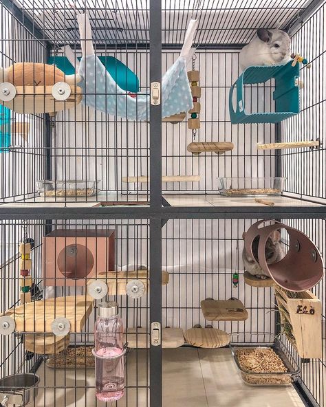 Aesthetic Chinchilla Cage, Chinchilla Enrichment, Chinchilla Cage Ideas Aesthetic, Chinchilla Enclosure, Chinchilla Cage Ideas, Pet Chipmunk, Degu Cage, Diy Bunny Cage, Chinchilla Care