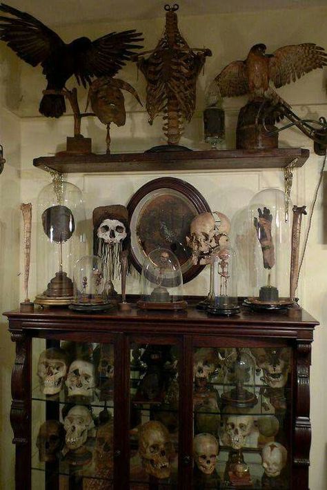 Cabinet Of Curiosity, Vulture Culture, Goth Home, Goth Home Decor, Goth Decor, Cabinet Of Curiosities, Gothic Decor, Gothic Home Decor, Gothic House