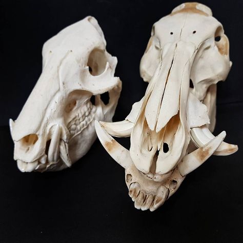 For #skullsundays today I have my peccary/javelina (left) and wild boar (right) ☺ I have a few other different pig type skulls too, they… Pig Skull, Fox Skull, Dog Skull, Skull Reference, Wolf Skull, Wild Pig, Pig Character, Animal Skeletons, Animal Skull