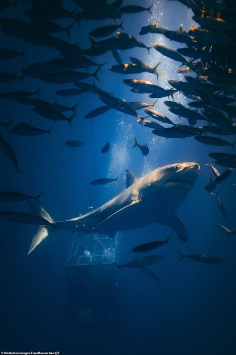 Jaw-dropping photos taken by 'crazy' shark photographer | Daily Mail Online Real Shark Wallpaper, Cake Whale, Drawing Shark, Aesthetic Fishing, Shark Photography, Shark Pfp, Tattoo Shark, Tattoo Fish, Shark Wallpaper