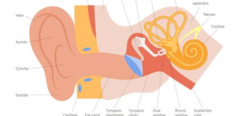 How to Get Rid of Fluid in Ear at Home: 5 Tips - Ear to Hear How To Get Rid Of Fluid In Ear, Water In Ear How To Get Rid Of, Stopped Up Ears Relief, How To Get Fluid Out Of Inner Ear, Blocked Ears How To Get Rid Of, Fluid In Ears How To Get Rid Of, Ringing In Ears Remedies How To Get Rid, How To Drain Fluid From Ears, Fluid In Ear Remedy