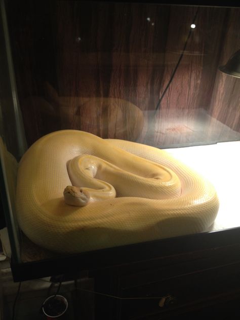 My albino green patternless burmese python Albino Burmese Python, Burmese Python, Cute Reptiles, Beautiful Snakes, Burmese, Snakes, Wallpaper Aesthetic, Reptiles, Python