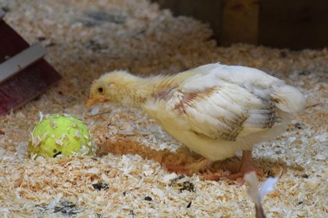 Enrichment for chicks | BackYard Chickens - Learn How to Raise Chickens Hatching Chicken Eggs, Chicken Coop Designs Diy, Chicken Brooder, Hatching Chickens, Veggie Gardens, Chicken Club, Chicken Toys, Urban Chickens, Dust Bath