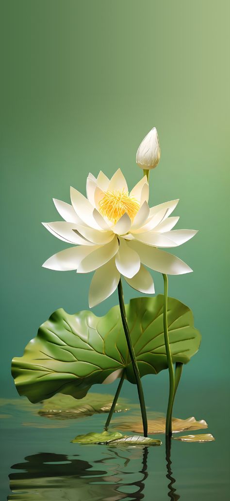 Green Lotus Flower, Ballet Dance Photography, Lotus Flower Pictures, Lucky Symbols, Bangla Quotes, Original Iphone Wallpaper, Lotus Pond, Floral Wallpaper Phone, Wallpaper Nature Flowers