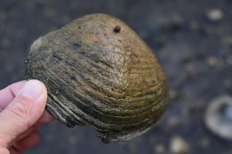 Fingers Holding Freshwater Clam Shell from Fox River royalty free stock image Freshwater Clams, Clam Shell, Quality Photo, Art Class, Vector Design, Fresh Water, Stock Images Free, Photo Image, Shells