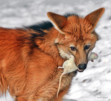 Chrysocyon brachyurus: Neither a fox nor a true wolf, but the only species in the genus Chrysocyon ("golden dog") and South America’s largest wild canid. Wolf Poses, Maned Wolf, Wolf Photography, Beautiful Wolves, Fascinating Facts, Pretty Animals, Wild Dogs, Animal Sketches, Golden Dog