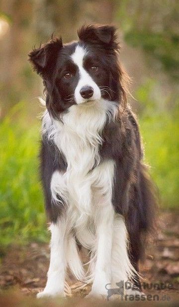 Border Collie Pups, Tattoos Dog, Big Dogs Breeds, Biggest Dog In The World, Biggest Dog, Cute Fluffy Dogs, Really Cute Puppies, Collie Puppies, Border Collie Puppies