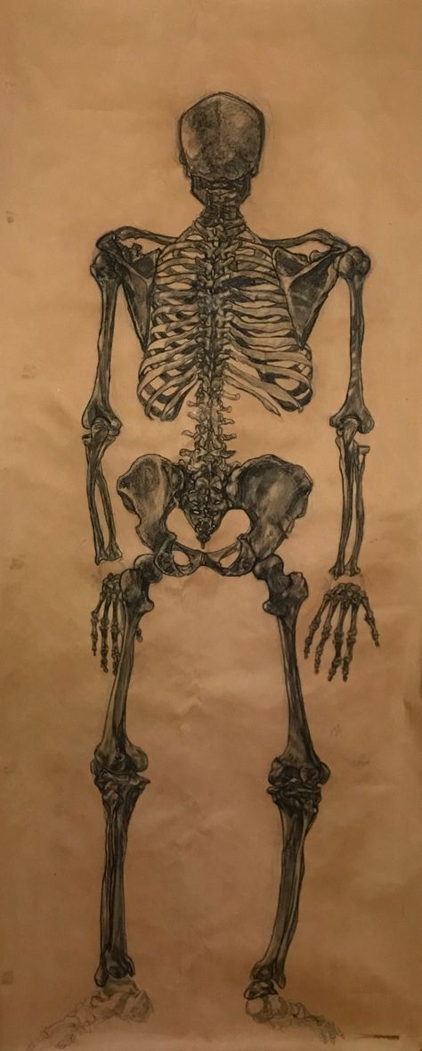 charcoal on brown paper 37 x 90" Life Size Skeleton, Human Skeleton, Charcoal Sketch, Art Camp, Paper Drawing, Camping Art, Natural Forms, Old Paper, Brown Paper