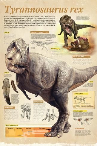 Poster Infographic, Prehistoric Animals Dinosaurs, Dinosaur Facts, Dinosaur Sketch, Dinosaur Posters, Cretaceous Period, Dinosaur Images, Dinosaur Illustration, Jurassic World Dinosaurs