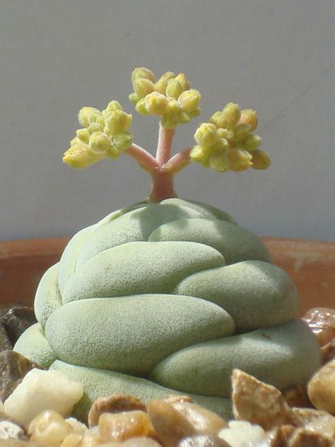 Crassula alstonii - See more at: http://worldofsucculents.com/crassula-alstonii Room Plants, Beautiful Succulents, Alien Plants, Weird Plants, Drawing Prompts, Cactus Succulents, Secret Gardens, Succulent Gardening, Unusual Plants