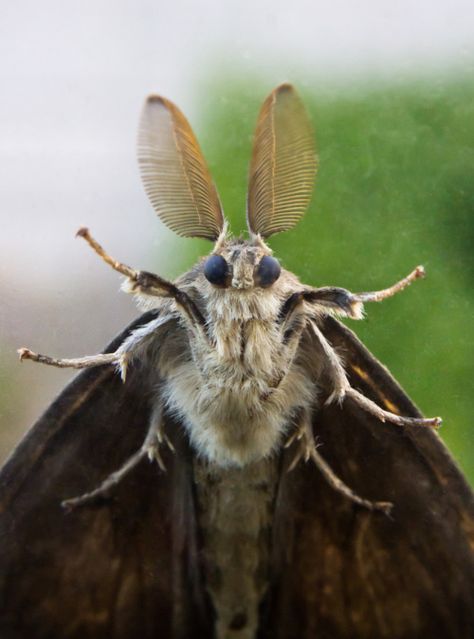 cute fella! Pink Silk Moth, Poodle Moth, Silk Moth, Emperor Moth, Halloweenský Makeup, Moth Species, Cute Moth, Sculpture Textile, Cool Insects