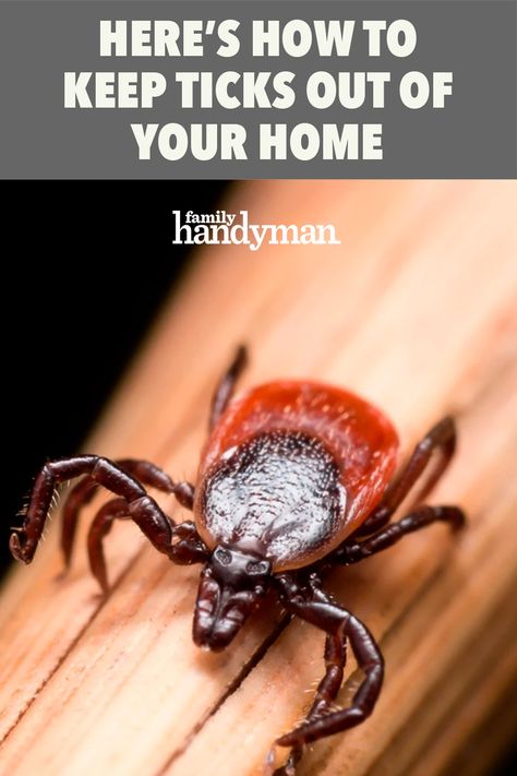 Ticks In The House, Kissing Bug, Get Rid Of Ticks, Pantry Moths, House Bugs, Ant Problem, Get Rid Of Spiders, Bad Bugs, Diet Schedule