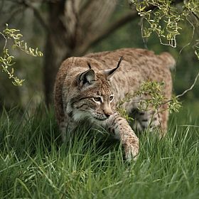 Iberian Lynx, Drawing Studio, Eurasian Lynx, Ap Drawing, Tattoo Nature, Gato Grande, Earth Spirit, Cat Reference, Cat Family