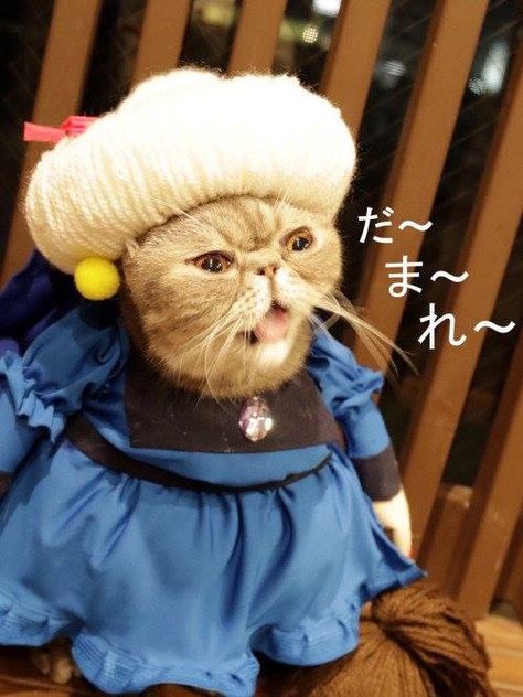 Behold, this kitty cosplaying as Yubaba from Spirited Away! Maybe she should be called Mewbaba! Wallpaper Studio, Nerd Aesthetic, Chihiro Y Haku, Cat Cosplay, Howl's Moving Castle, Studio Ghibli Movies, Halloween Costume Contest, Studio Ghibli Art, Cat Cafe