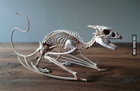 3D Printed Wyvern Skeleton Wyvern Skeleton, Dragon Skeleton, Dragon Anatomy, Animal Skeleton, Skeleton Anatomy, Animal Skeletons, 3d Printing Projects, Animal Anatomy, Animal Bones