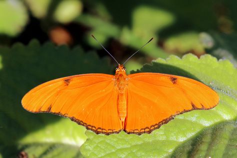 Julia Butterfly: Dryas iulia delila [Dorsal-side of Female] - In Jamaica Julia Butterfly, Types Of Butterflies, Butterfly Species, Butterfly Background, Butterfly Images, Butterfly Photos, Orange Butterfly, Butterflies Flying, Butterfly Pictures