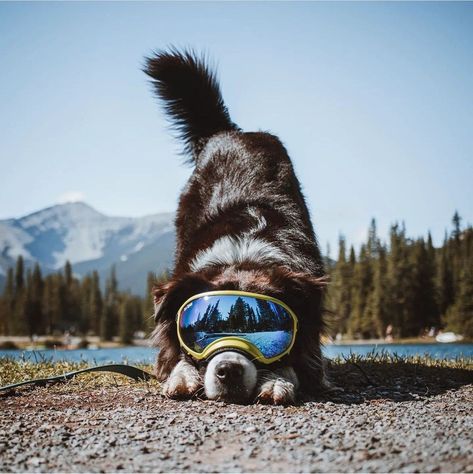 Dogs Outside, Dog Foto, Dog Shots, Dog With Glasses, Dog Photoshoot, Very Cute Dogs, Herding Dogs, Pretty Dogs, Dog Hacks