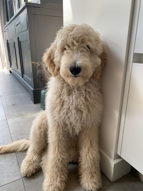 Matted Goldendoodle, Grey Goldendoodle, Groodle Full Grown, Full Grown Goldendoodle, Large Labradoodle, Big Goldendoodle, Blonde Goldendoodle, Blonde Labradoodle, Medium Labradoodle