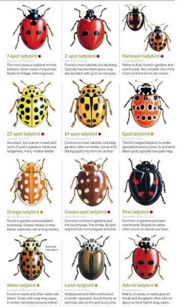 Crawling Animals, Bug Hotel, Lady Beetle, Garden Bugs, Beetle Insect, British Wildlife, Most Beautiful Animals, Wildlife Gardening, Beautiful Bugs