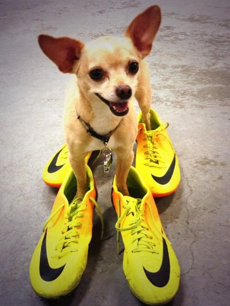 Soccer dog. Sporty Dog, Soccer Fifa, Funny Dresses, Animated Wallpapers For Mobile, Soccer Funny, Soccer Pictures, Fifa, Funny Dogs, Chihuahua