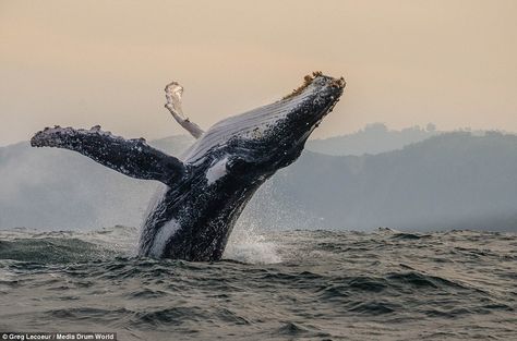 Whale Jumping, Whale Sharks, Africa Do Sul, Underwater Life, Marine Mammals, Humpback Whale, Whale Shark, Ocean Creatures, Animal Heads