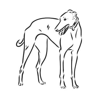 Greyhound dog - isolated vector illustra... | Premium Vector %23Freepik %23vector %23greyhound %23dog-art %23dog-head %23dog-eyes Greyhound Illustration, Eye Illustration, Greyhound Dog, Grey Hound Dog, Vector Sketch, Dog Eyes, Needle Arts, Greyhound, Dog Training