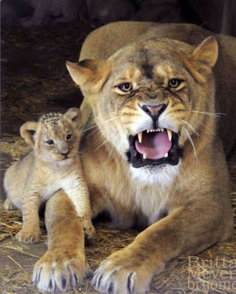 Lioness and her new cub. She’s one very protective mom! #lioness #cub #protective #lionessandmom #protectivemom #overprotective #cutelions Lion Kings, Animal Families, Regard Animal, Lion Love, Lion Wallpaper, Great Cat, Majestic Animals, Cat Family, Cheetahs