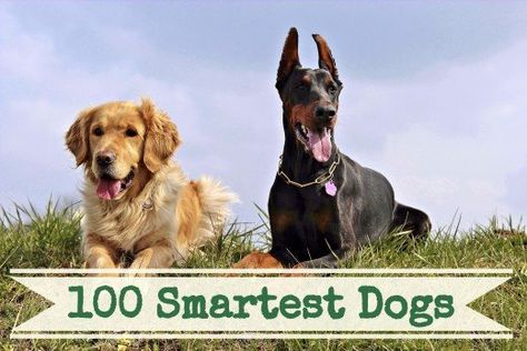 A List of the 100 Smartest Dog Breeds | PetHelpful Perro Doberman Pinscher, Red Doberman Pinscher, Doberman Breed, Doberman Puppies, Smartest Dogs, Smartest Dog Breeds, Best Guard Dogs, Dog Breeds List, Doberman Pinscher Dog