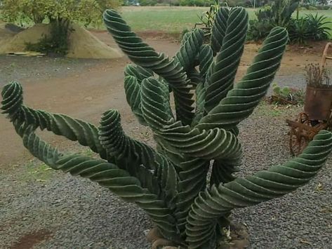 Cereus validus ‘Spiralis’ – Spiraled Cereus - See more at: http://worldofsucculents.com/cereus-validus-spiralis-spiraled-cereus Succulent Gardening, Unusual Plants, Agaves, Cactus Y Suculentas, Cactus Garden, Cactus And Succulents, Succulents Garden, Cacti And Succulents, Cool Plants