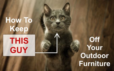 How To Keep Cats Off Outdoor Furniture, Cat Deterrent Outdoor, Cat Repellant Outdoor, Furniture Budget, Cat Deterrent, Cat Patio, Hangout Spot, Cat Repellant, Porch Chairs