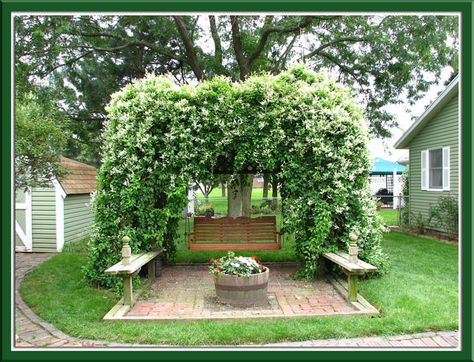 Vine Pergola, Pergola Vines, Silver Lace Vine, Fast Growing Vines, Climbing Hydrangea, Growing Vines, Cheap Pergola, Gardens Ideas, Gardening Projects